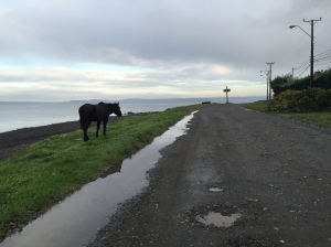 a horse we saw on our walk to the bus stop