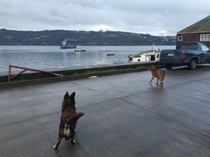 Dogs playing in Dalcahue 